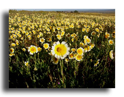 Wildflowers