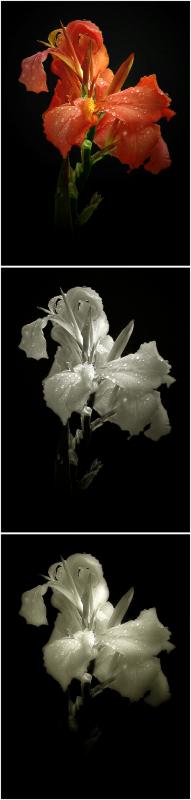 Daves Duotone Dream Action Sample.jpg