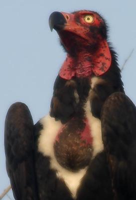 Red-Headed-Vulture-crop.jpg
