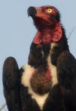 Red-Headed-Vulture-crop.jpg