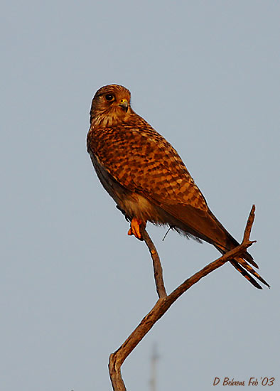 Common-Kestrel2.jpg