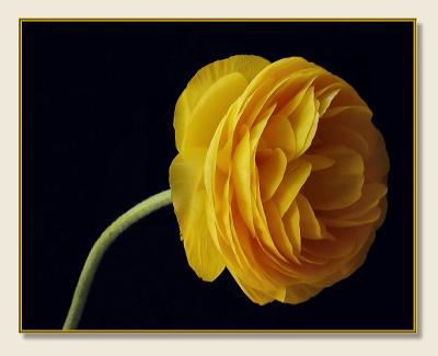 Puffy Yellow Flower 1.jpg