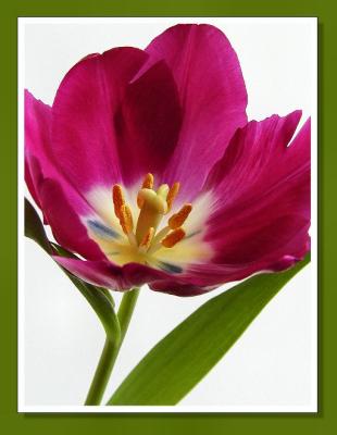 purple tulip in full blooooom 1.jpg