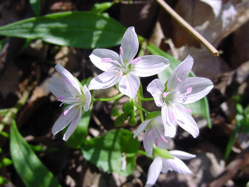 Early spring wildflowers