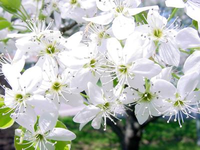 Blossoms of the Bradford pear tree
