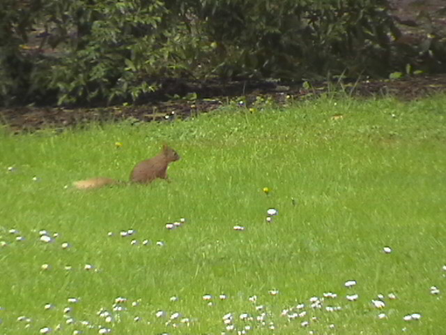 A Blarney squirrel.