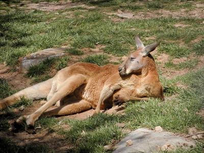 kangaroo