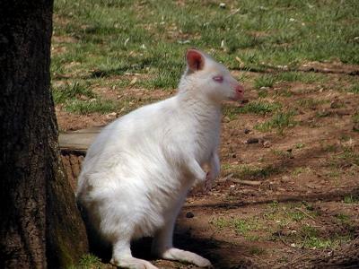 albino wallaby