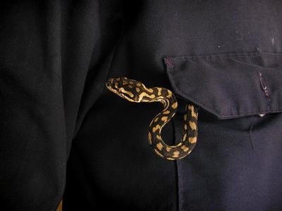 snake pocket cl.jpg