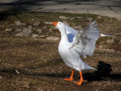 duck