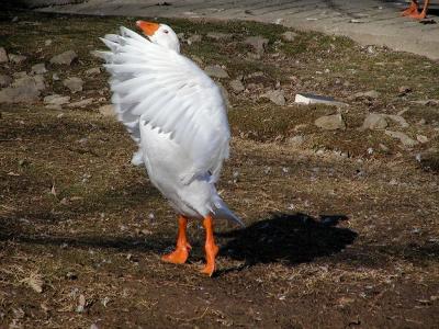 duck