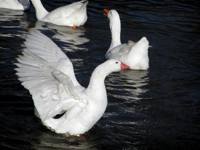 duck
