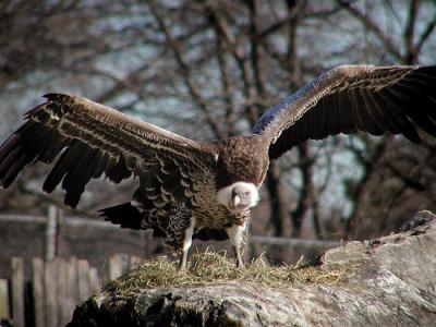 vulture Louisville Zoo