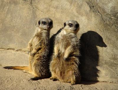 meerkats Louisville Zoo