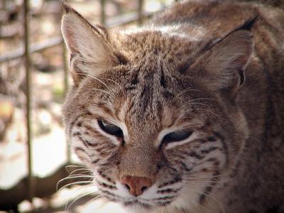 bobcat Mesker Zoo Evansville