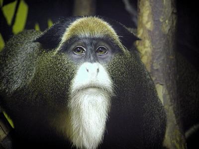 debrazza's monkey Mesker Zoo Evansville