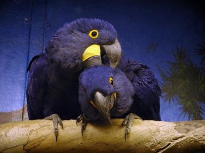 Hycanith macaws Mesker Zoo Evansville