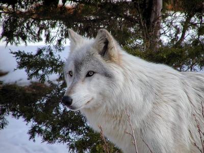 wolf Mesker Zoo Evansville