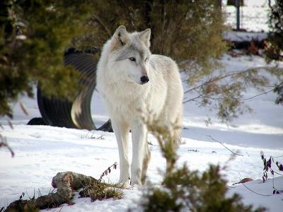 wolf Mesker Zoo Evansville