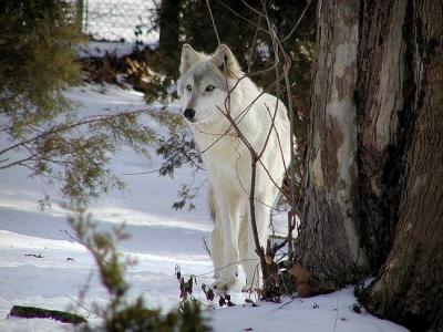 wolf Mesker Zoo Evansville