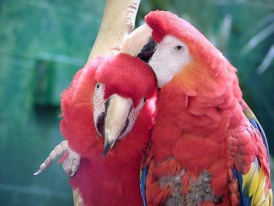 scarlet macaws Mesker Zoo Evansville