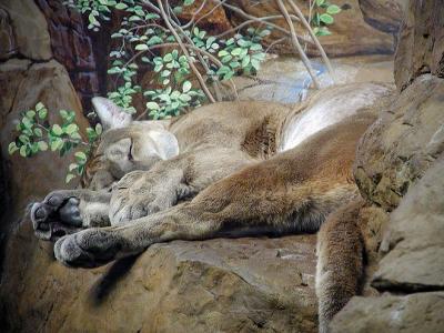 cougar Cincinnati Zoo