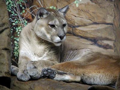 cougar awake Cincinnati Zoo
