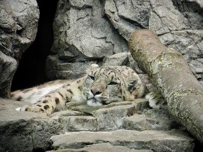 snow leopard Cincinnati Zoo