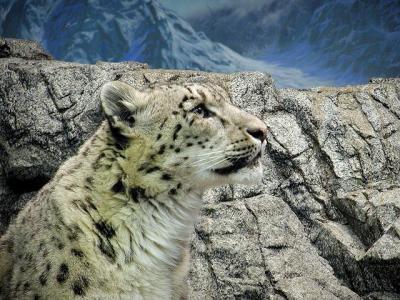 snow leopard Cincinnati Zoo