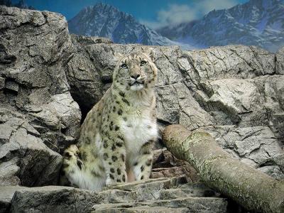 snow leopard Cincinnati Zoo