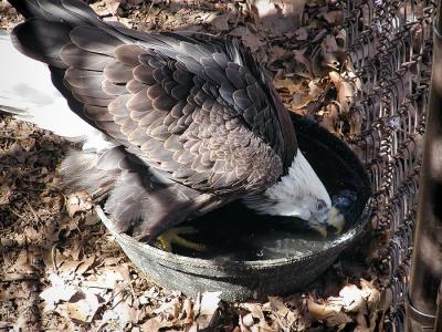 eagle and water Louisville Zoo