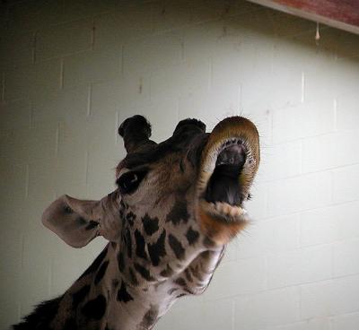 giraffe sing Louisville Zoo