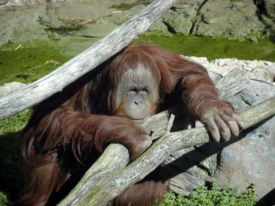 orangutan Louisville Zoo