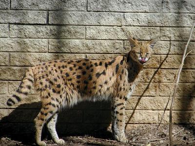 serval Louisville Zoo