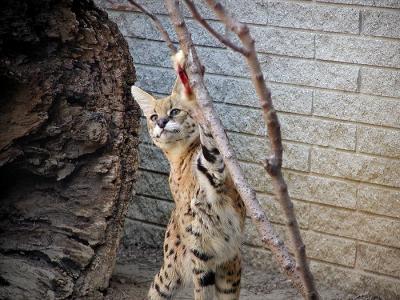 serval Louisville Zoo