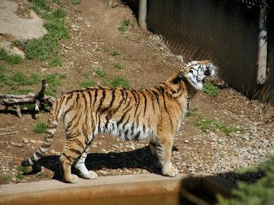 tiger Louisville Zoo