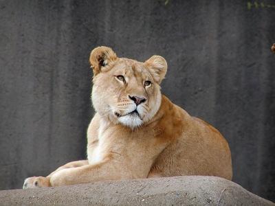 lioness Louisville Zoo