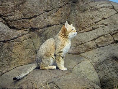 sand cat Cincinnati Zoo