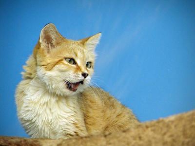 sand cat Cincinnati Zoo