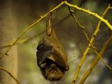 bat Louisville Zoo