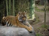 sumatran tiger Louisville Zoo