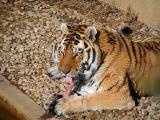 tiger Louisville Zoo