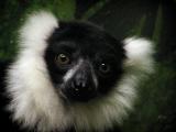 lemur Mesker Zoo Evansville