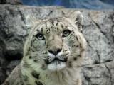 snow leopard Cincinnati Zoo