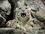 snow leopard Cincinnati Zoo