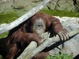 orangutan Louisville Zoo