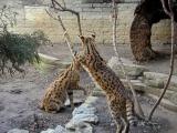 servals Louisville Zoo