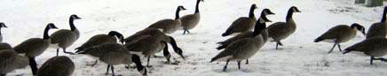 canadian geese
