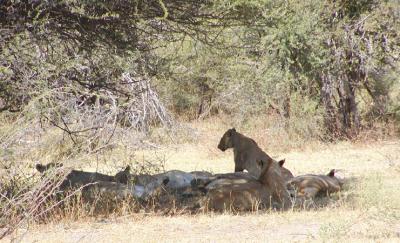 First lions at Little Mombo, seen on the way from the airstrip to camp