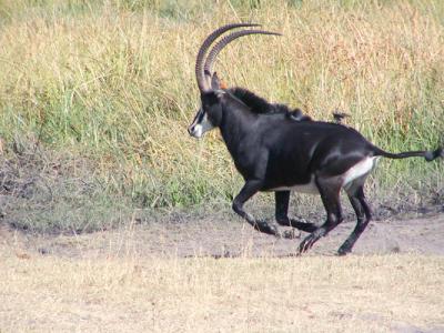 Sable Antelope trying to get away from annoying oxpeckers